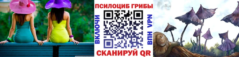 Псилоцибиновые грибы Psilocybe где купить Тайшет